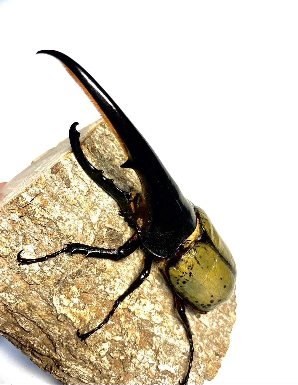 Amazon | 【ラニヘラクレス】ヘラクレス ヘラクレスオオカブト